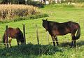 25ste Herfstwandeling van Armand en Judith op 23-10-2011 (24)